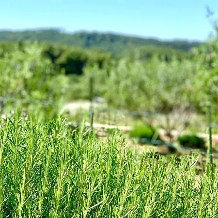Eco Resort Starna Feriehus Jelsa (Hvar)